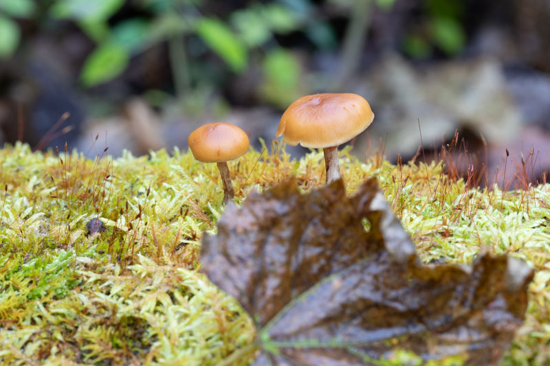 Funeral Bell Mushrooms on Mossy Log
