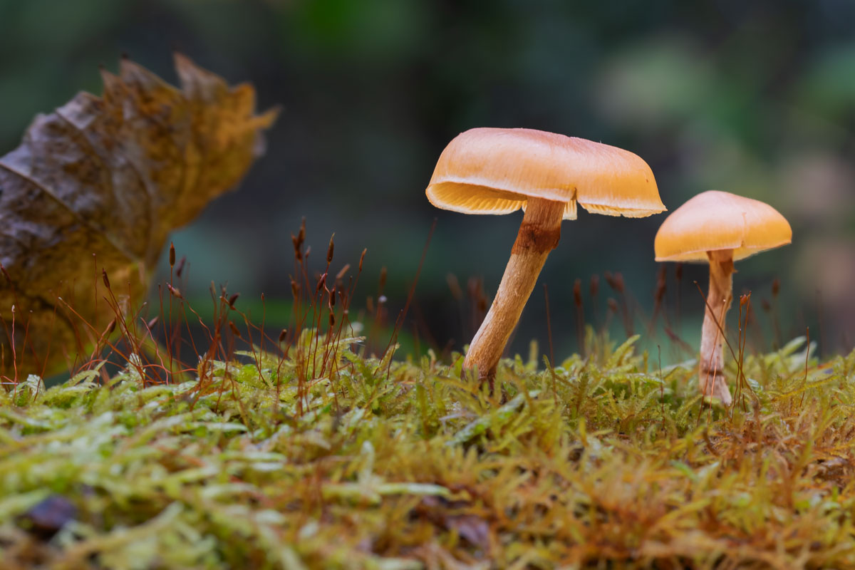 A distinctive mushroom with a bell-shaped cap.