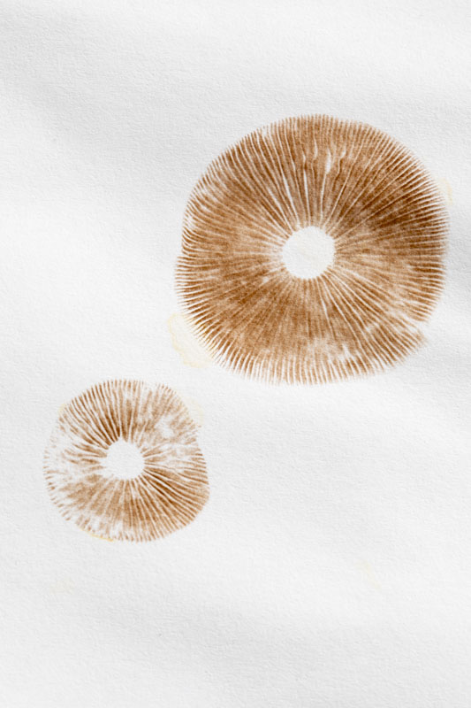 Funeral Bell Spore Print
