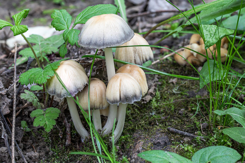 Close view of Mica Cap mushrooms showing honey-tan caps with dark pleated margins