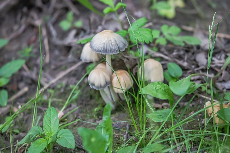 Mica Cap mushrooms clustered among grasses and spring leaves