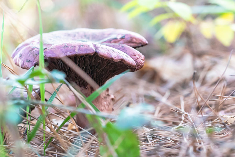 Mature Mucous Cort beneath Red Pines