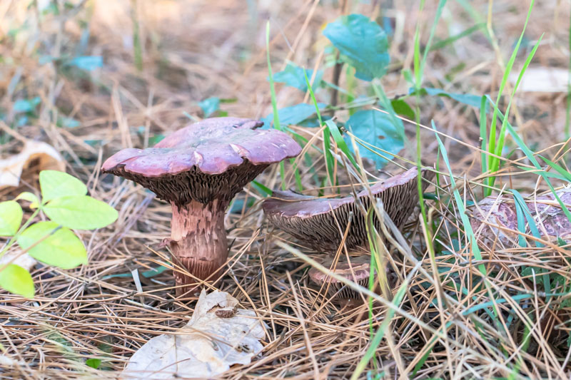 Paired Mucous Cort mushrooms