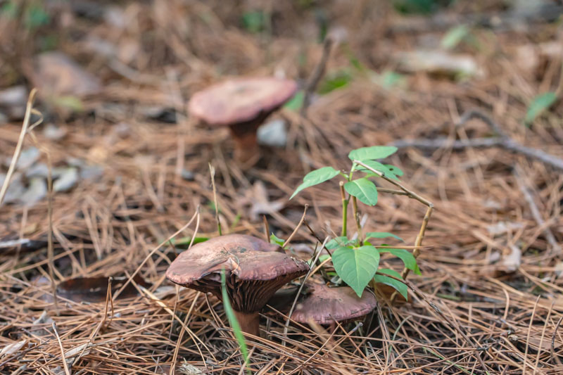 Mature mushroom under Red Pine Stand