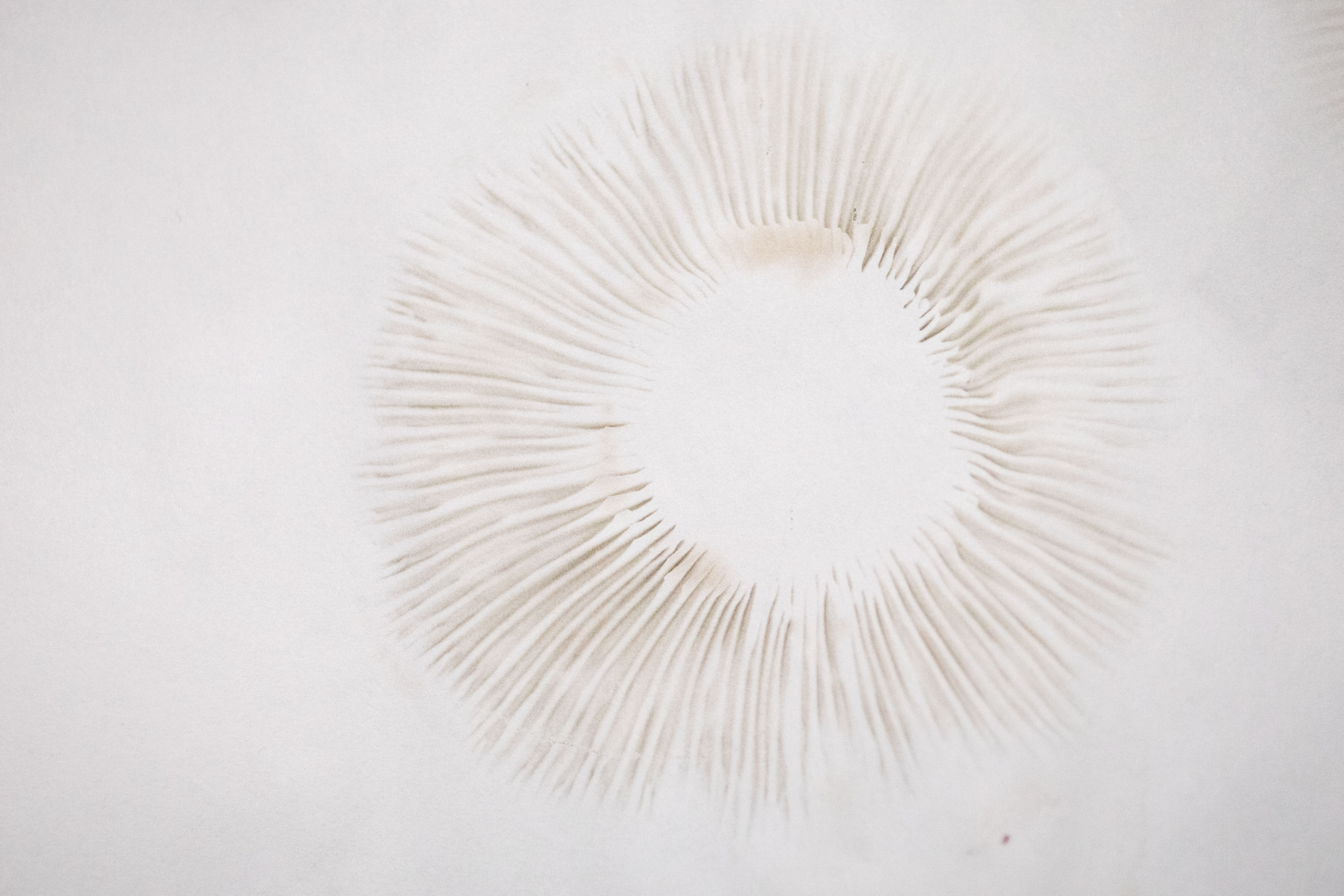 Mucous Cort Spore Print