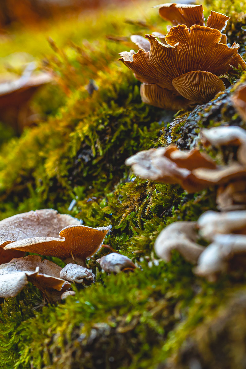 Oyster mushroom on mossy log