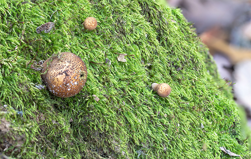 Brocade Moss with Pear-shaped Puffball