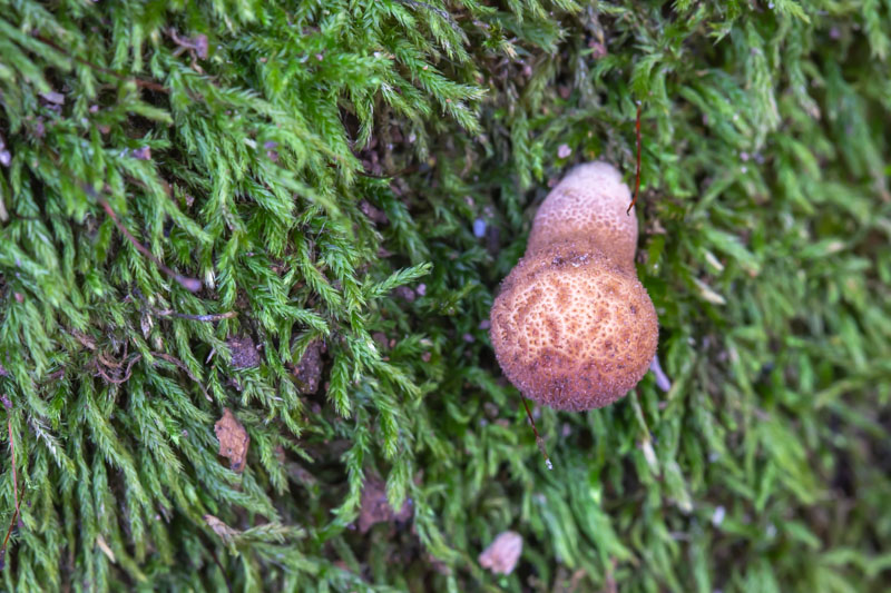 Pear-shaped Puffball