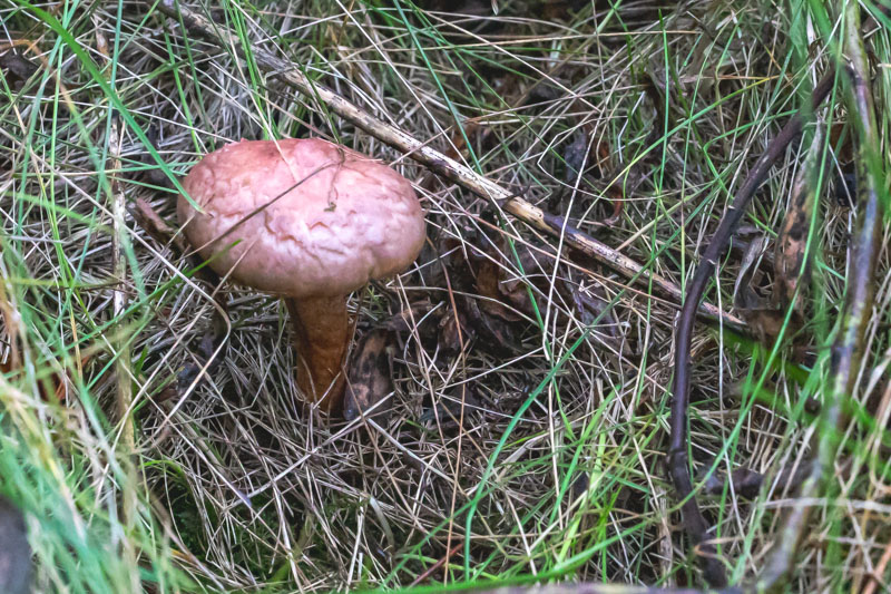 The Day of the Jumping Mushrooms