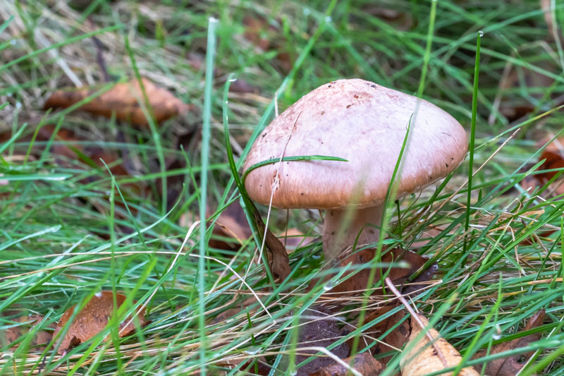 Clearing the grass away for a better view.