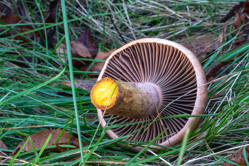 Fresh cut stem showing yellowing flesh