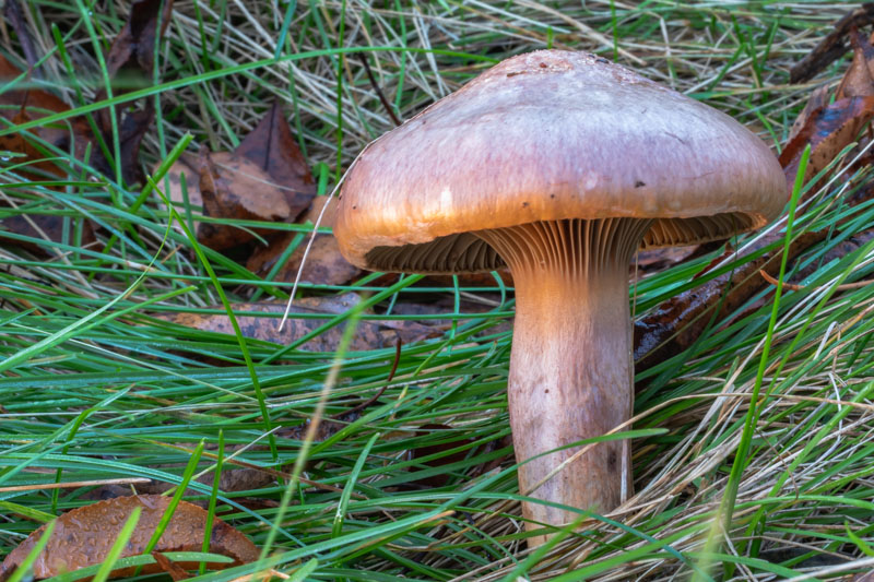 Blackening Slimespike