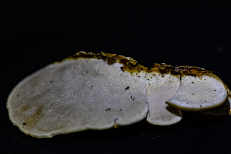 Turkeytail underside