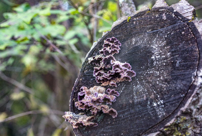 Violet-toothed Polypore