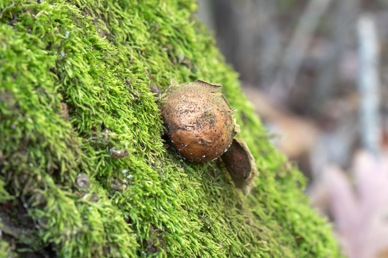Puffball fungus