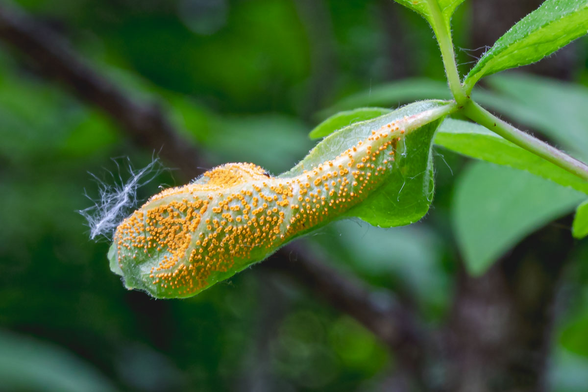 Ash Rust