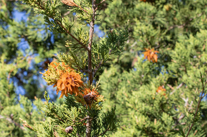 Cedar Apple Rust