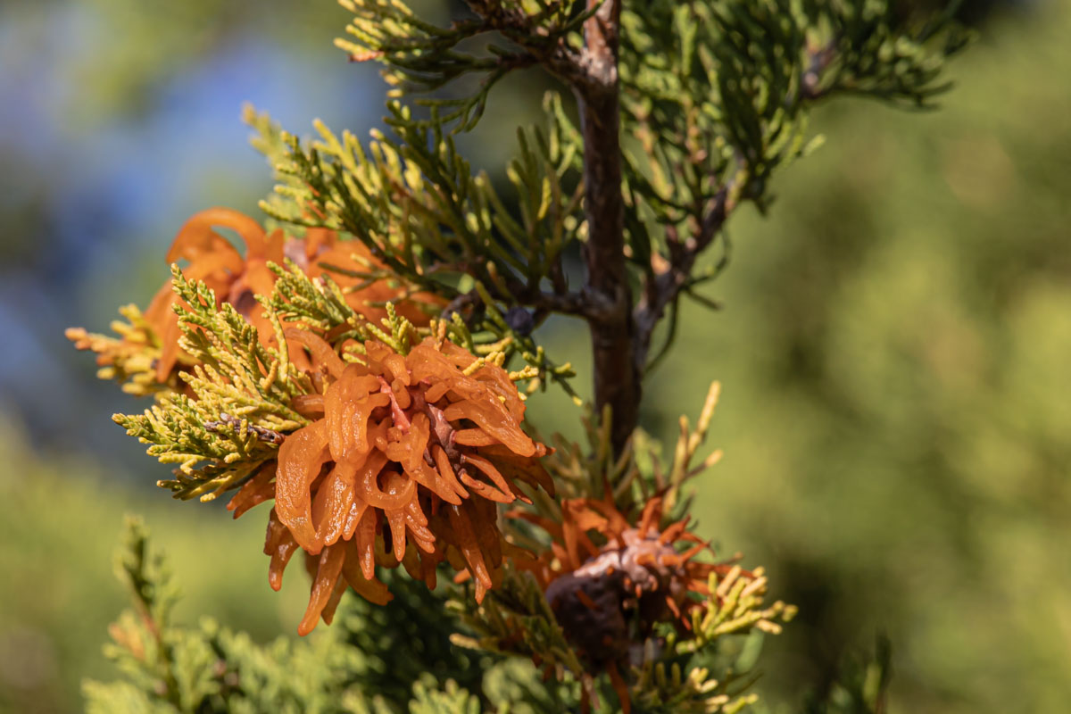 Cedar-apple Rust gall on juniper with orange gelatinous telial horns