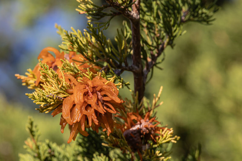 Cedar Apple Rust
