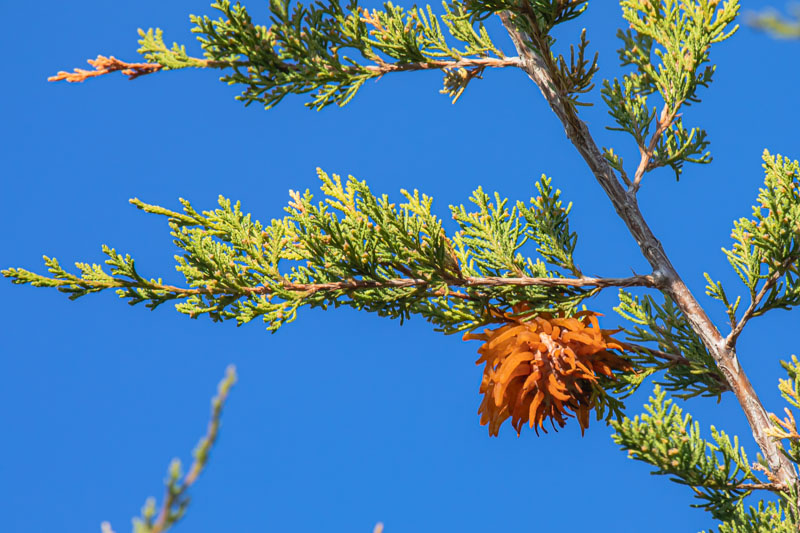 Cedar-apple Rust gall with orange telial horns hanging from a juniper branch against blue sky