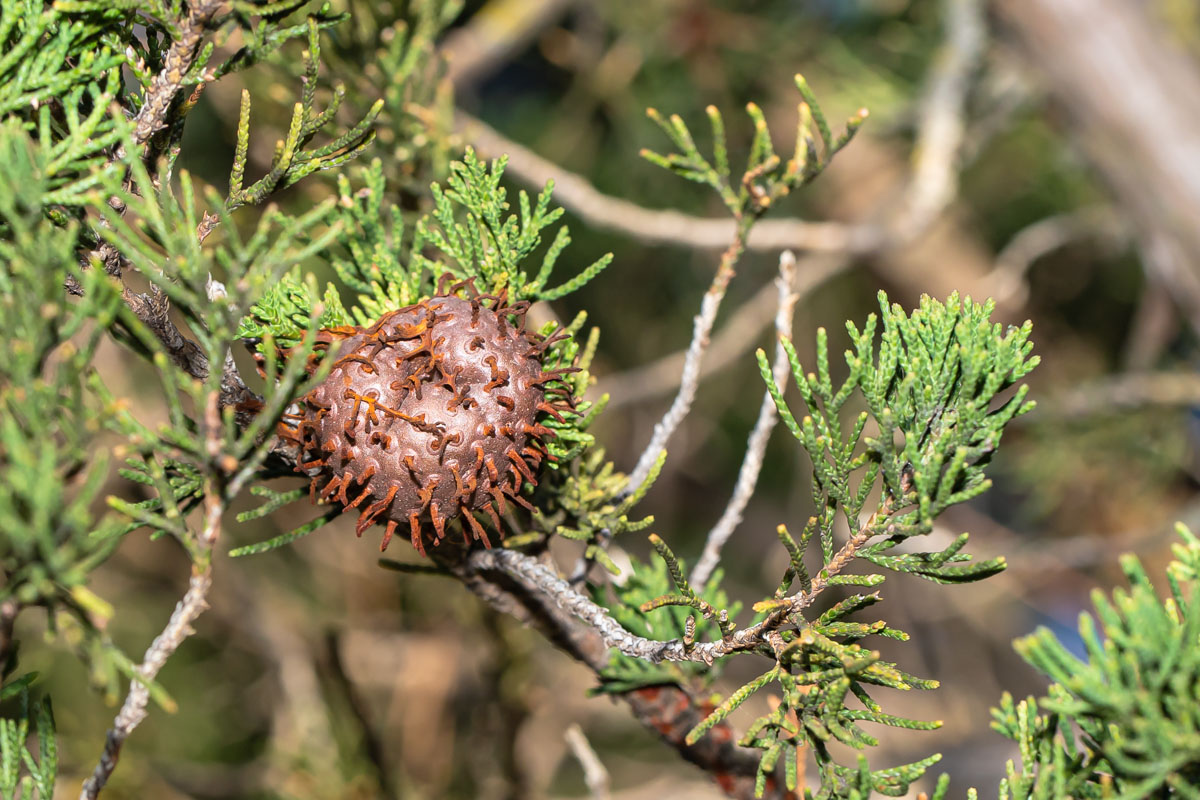 Dry brown Cedar-apple Rust gall on juniper showing pitted gall surface