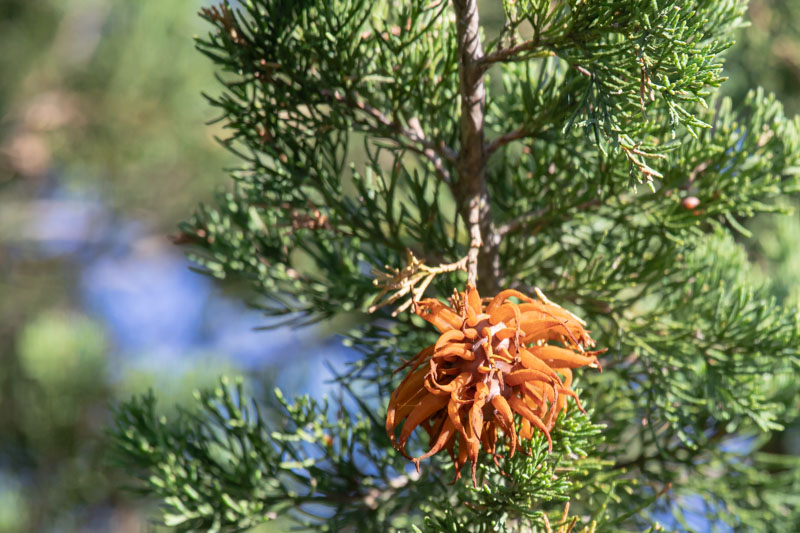 Cedar-apple Rust gall with orange gelatinous horns among green juniper foliage