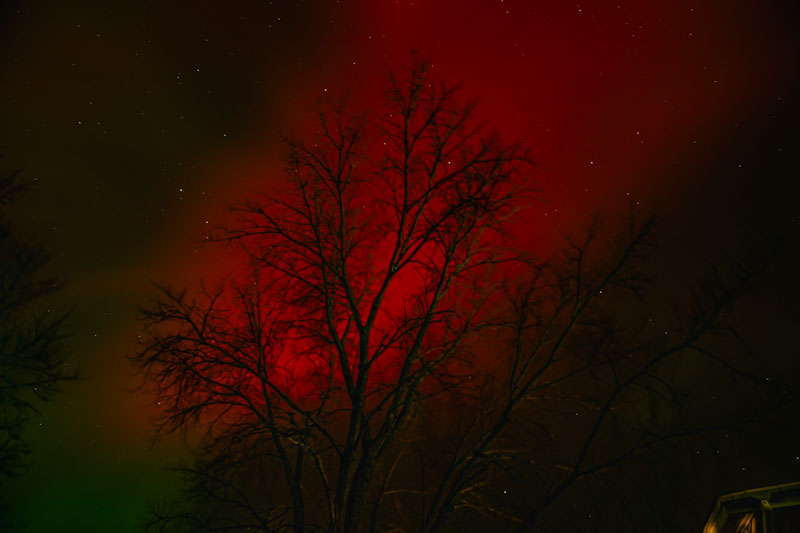 Red Aurora Behind Bare Cottonwood