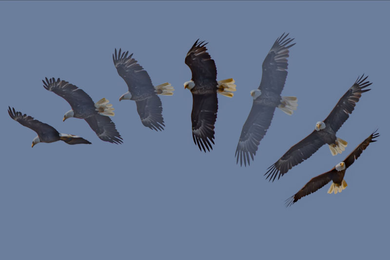 Bald Eagle in Flight Sequence