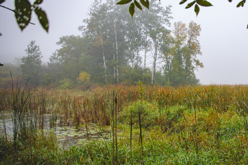 Beaver Pond