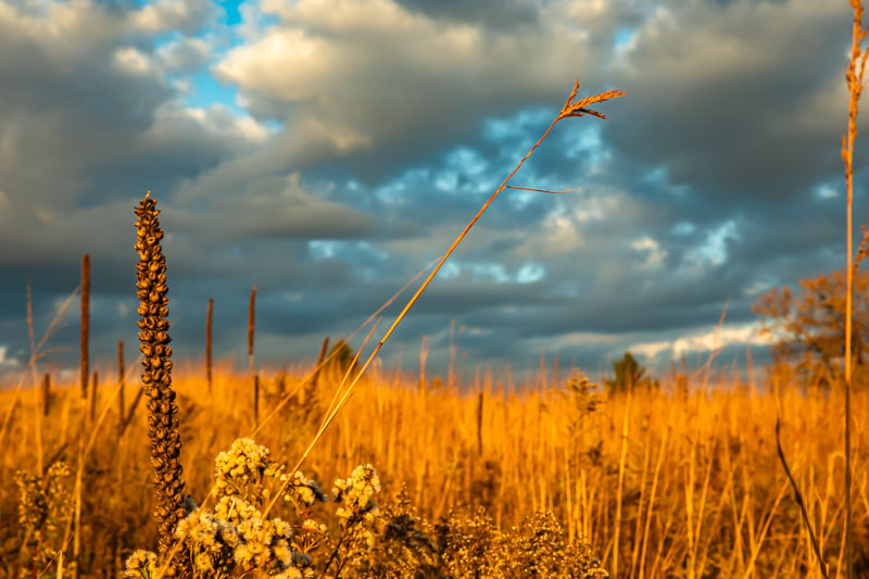 Prairie Grasses in Morning Light