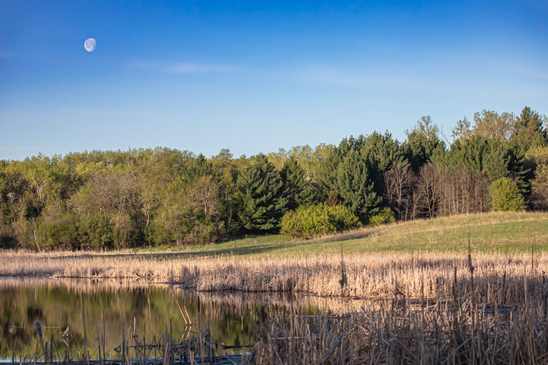 Spring wetlands at Ritter Farm Park with the moon above the tree line