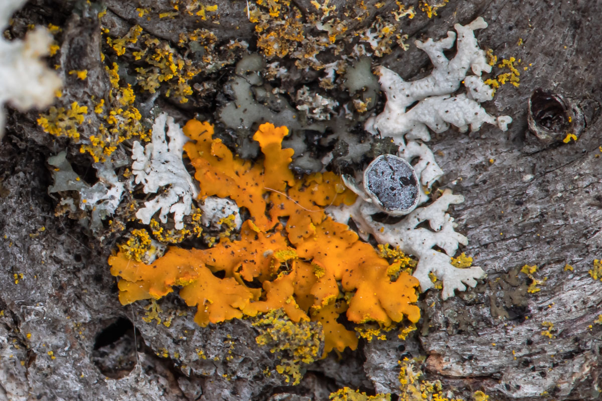 Hooded Sunburst (Xanthomendoza fallax) dominates this weathered patch of elm bark with broad orange lobes.