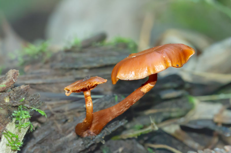 A close-up of a vibrant red mushroom with white spots, growing in a forest setting.