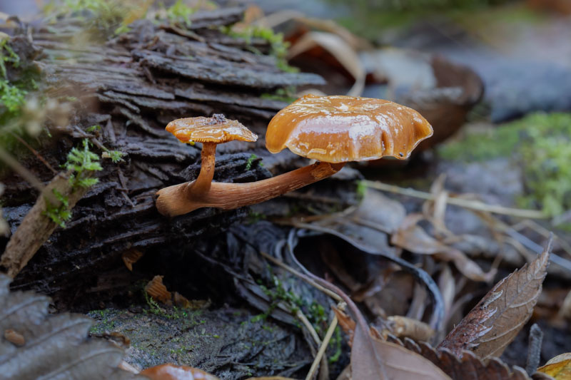A cluster of small brown mushrooms emerging from the forest floor, surrounded by fallen leaves.