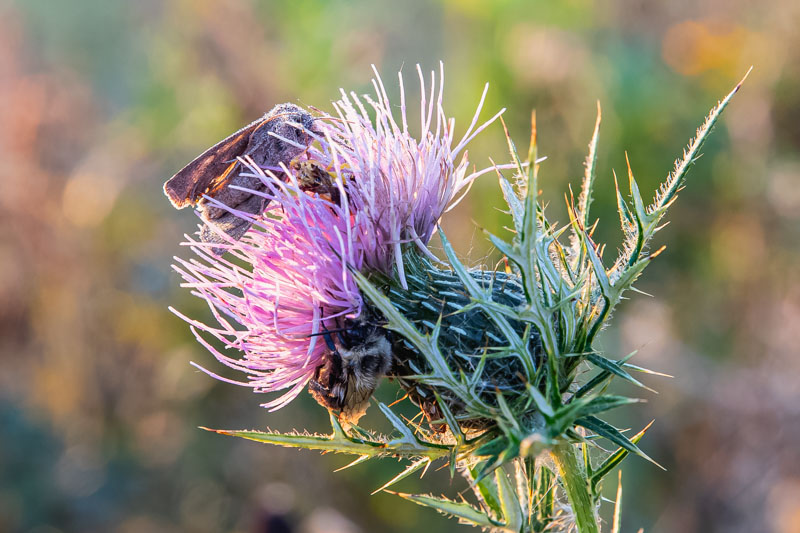 A frosted moth and a bumblebee share a thistle in the first light of a cold autumn morning.