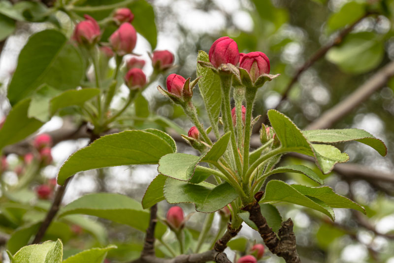 Common Apple