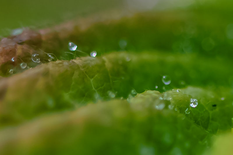 Tiny dew droplets along the raised veins of a raspberry leaf