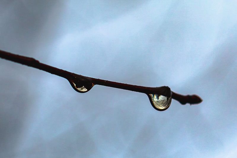 After the rain, a single droplet holds an upside-down reflection