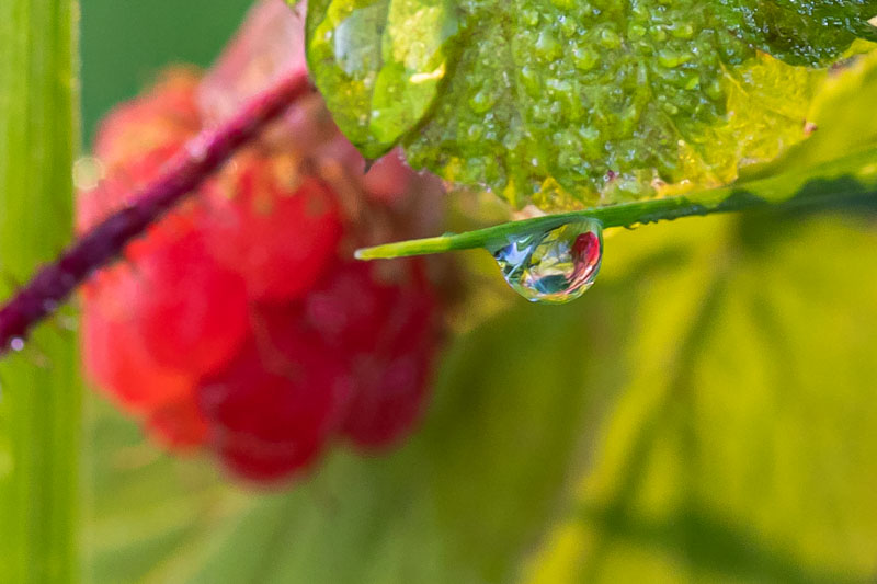 A dew drop beneath a raspberry leaf reflecting the fruit above