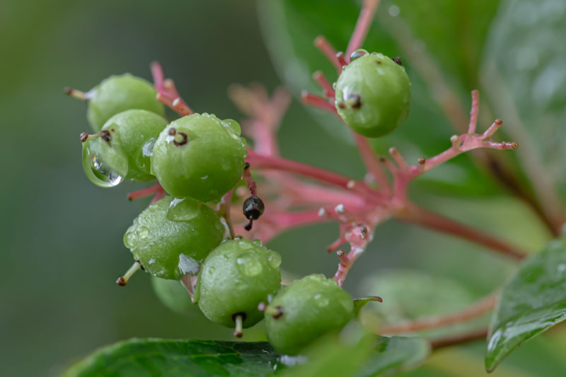Raindrops cling to immature Virginia Creeper berries suspended from pink-red stems.