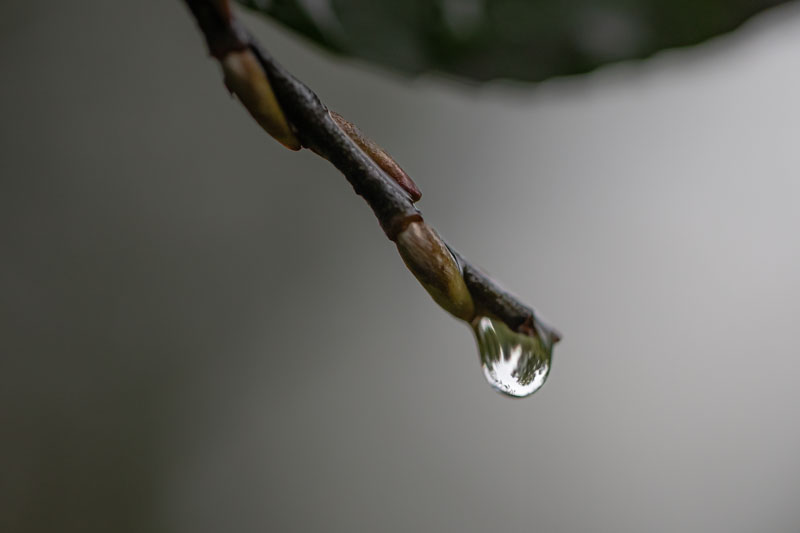 A water droplet hanging from a budding twig, reflecting the surrounding scene.