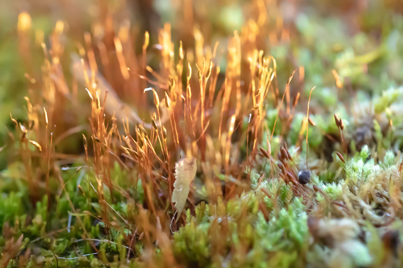 Mosses