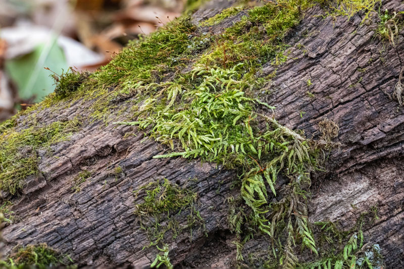 Feather Moss with Sporophytes
