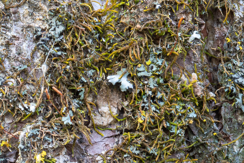 Knieff’s Hook-Moss