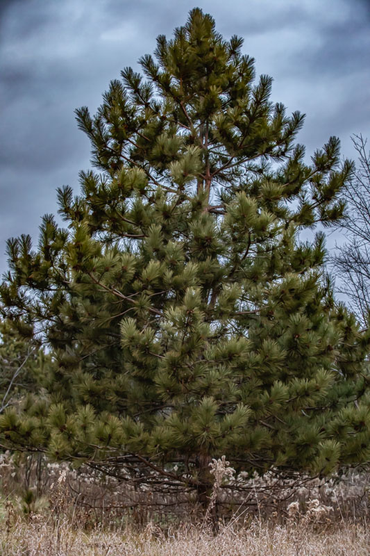 Austrian Pine in Open Meadow