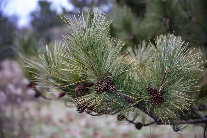 Austrian Pine branch with cones