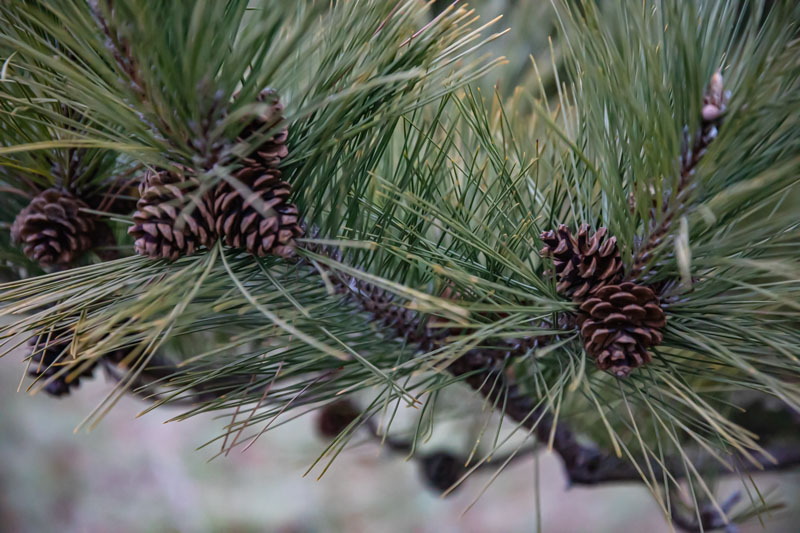 Cones Held in the Needles