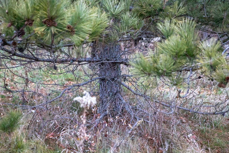 Austrian Pine — Trunk and Lower Branches