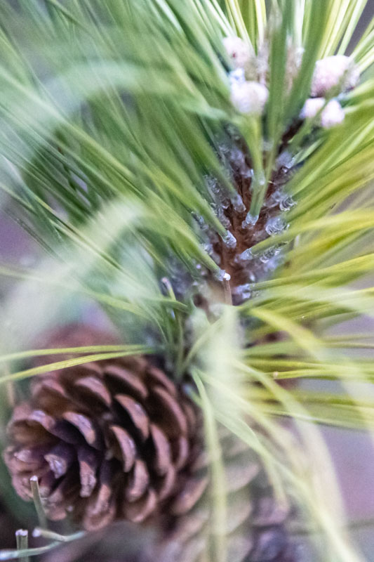 Austrian Pine — Needle Nodes
