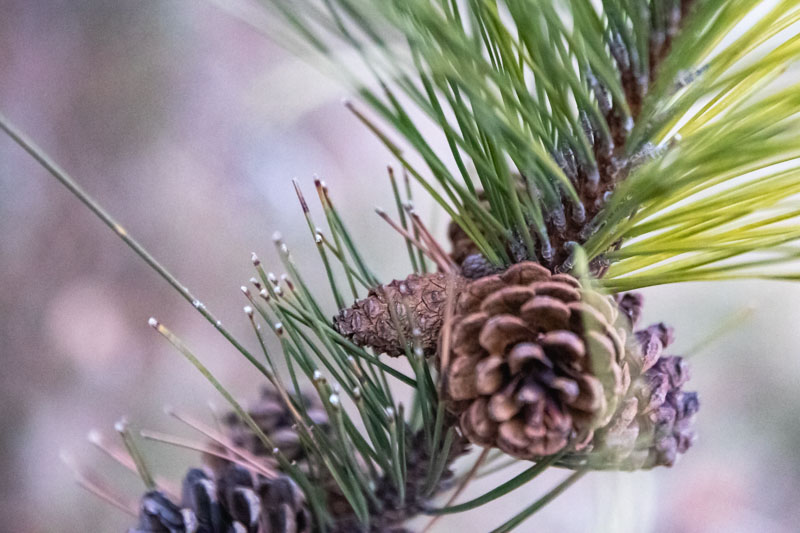 E21A7637 - Emerging and Enduring